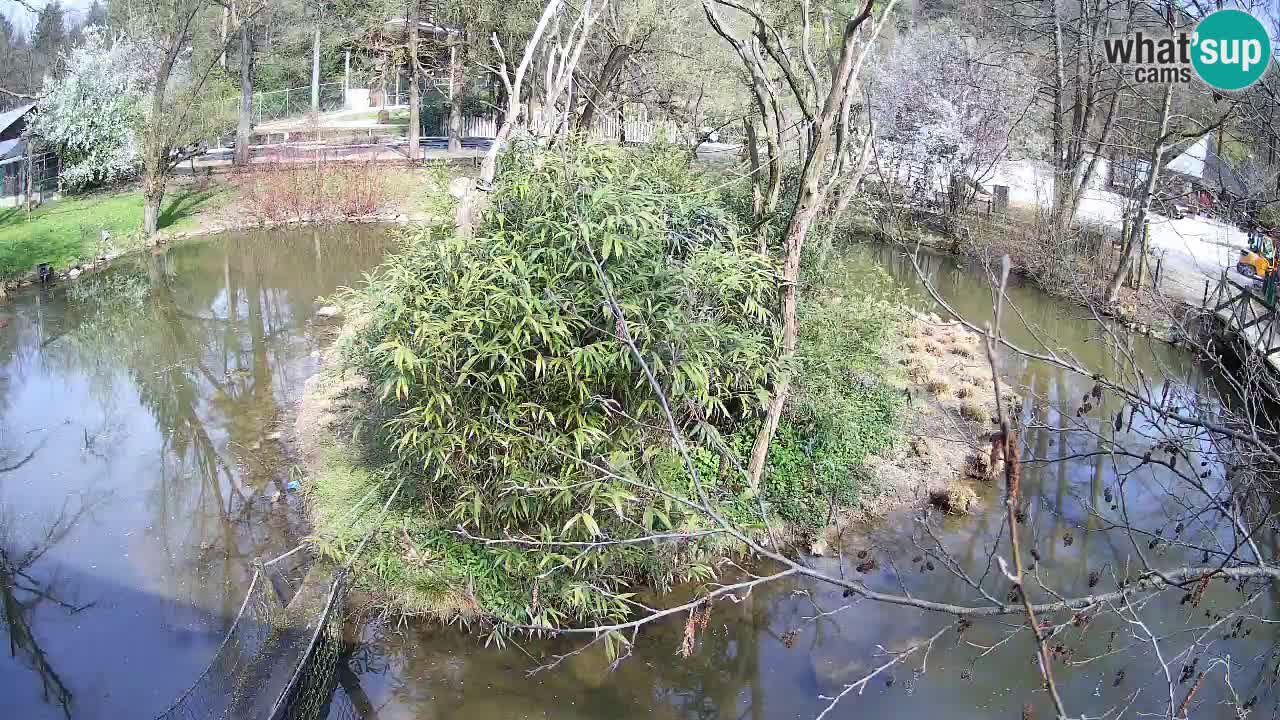 Gibbone dalle guance rosa nello ZOO di Ljubljana