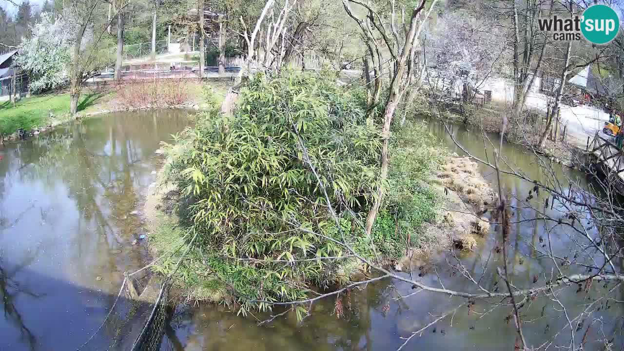 Gibon – Nomascus gabriellae – Zoo Ljubljana web kamera