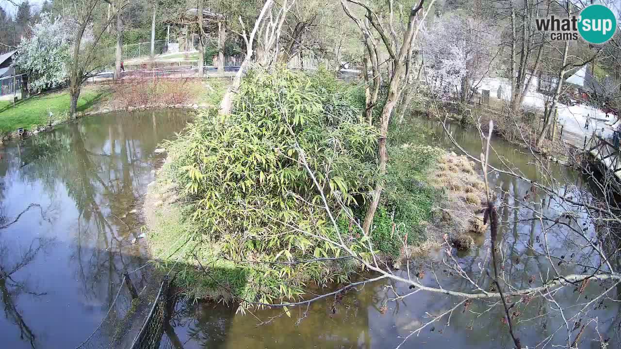 Südlicher Gelbwangen-Schopfgibbon Zoo Ljubljana webcam