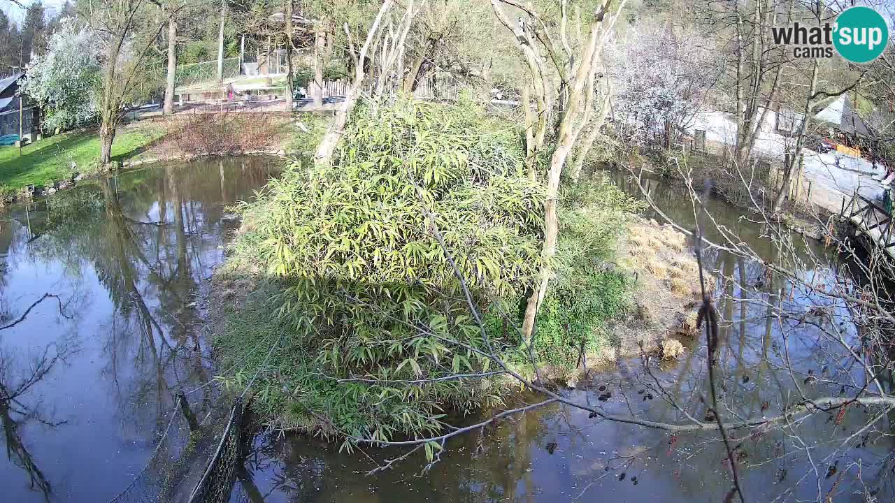 Gibón de mejillas beige Zoo Ljubljana