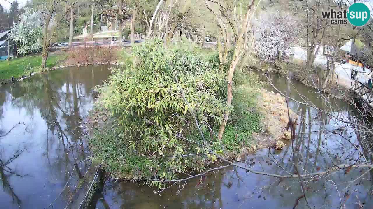 Südlicher Gelbwangen-Schopfgibbon Zoo Ljubljana webcam