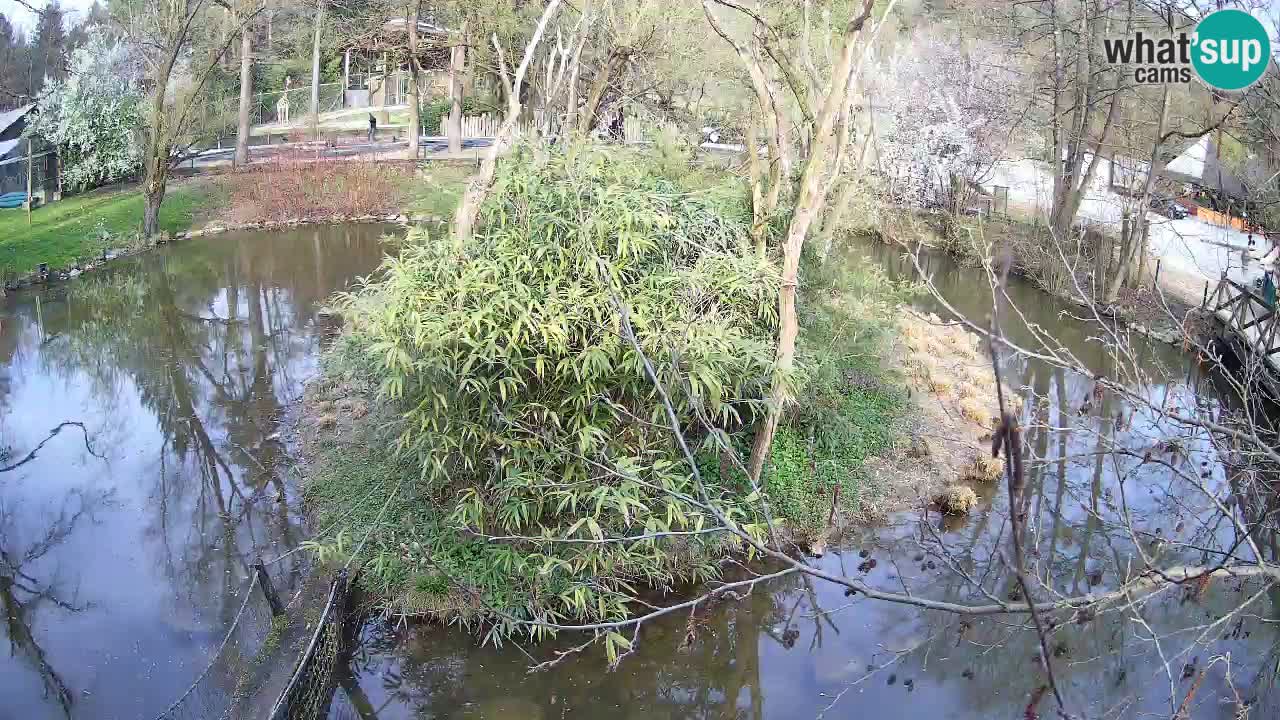 Gibon – Nomascus gabriellae – Zoo Ljubljana web kamera