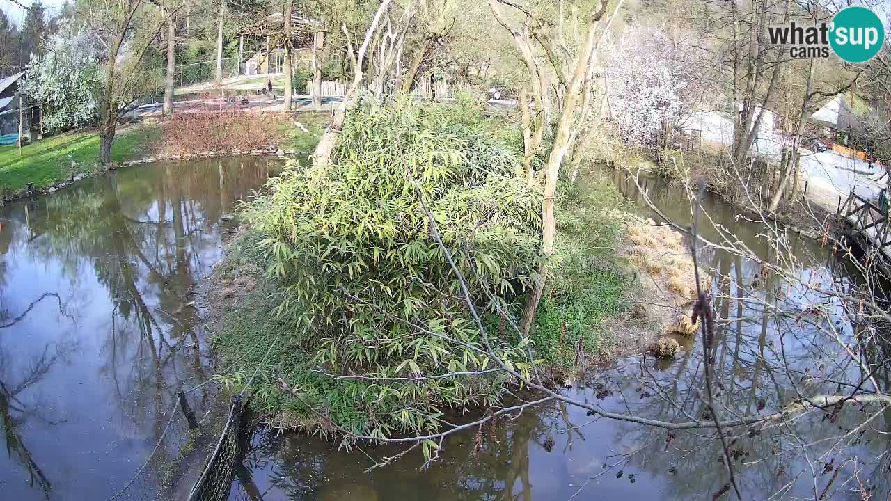 Gibon – Nomascus gabriellae – Zoo Ljubljana web kamera