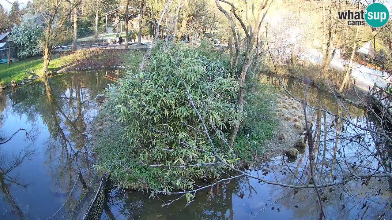 Gibon – Nomascus gabriellae – Zoo Ljubljana web kamera