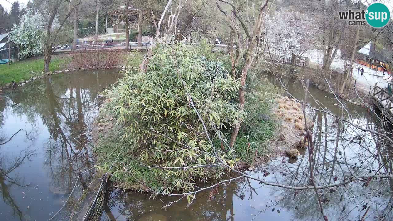 Gibbon à joues jaunes Zoo Ljubljana live cam