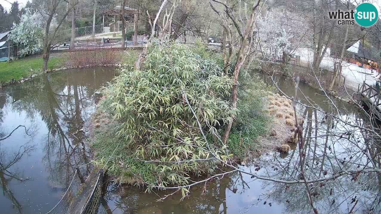 Gibbon à joues jaunes Zoo Ljubljana live cam