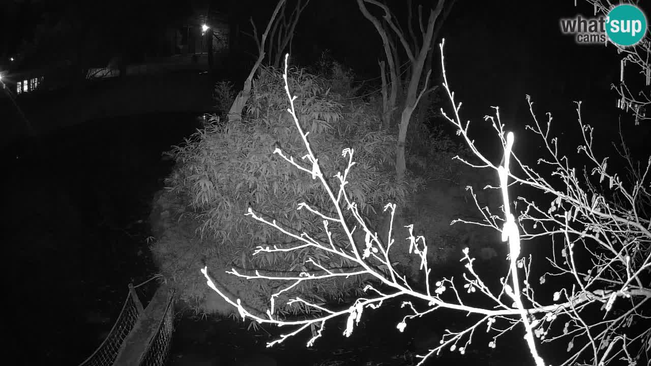 Gibbon à joues jaunes Zoo Ljubljana live cam