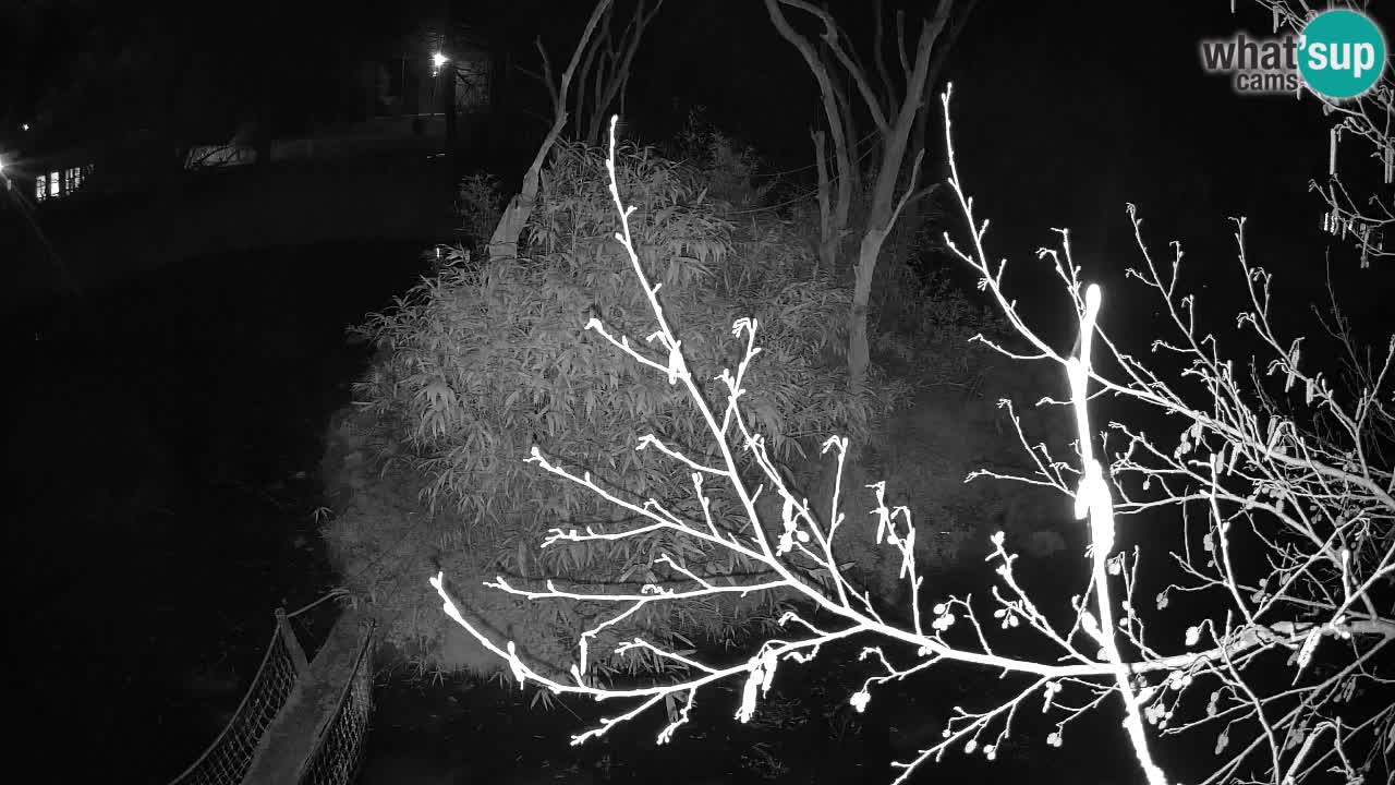 Südlicher Gelbwangen-Schopfgibbon Zoo Ljubljana webcam