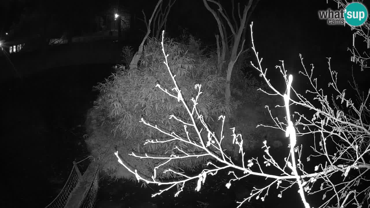 Südlicher Gelbwangen-Schopfgibbon Zoo Ljubljana webcam