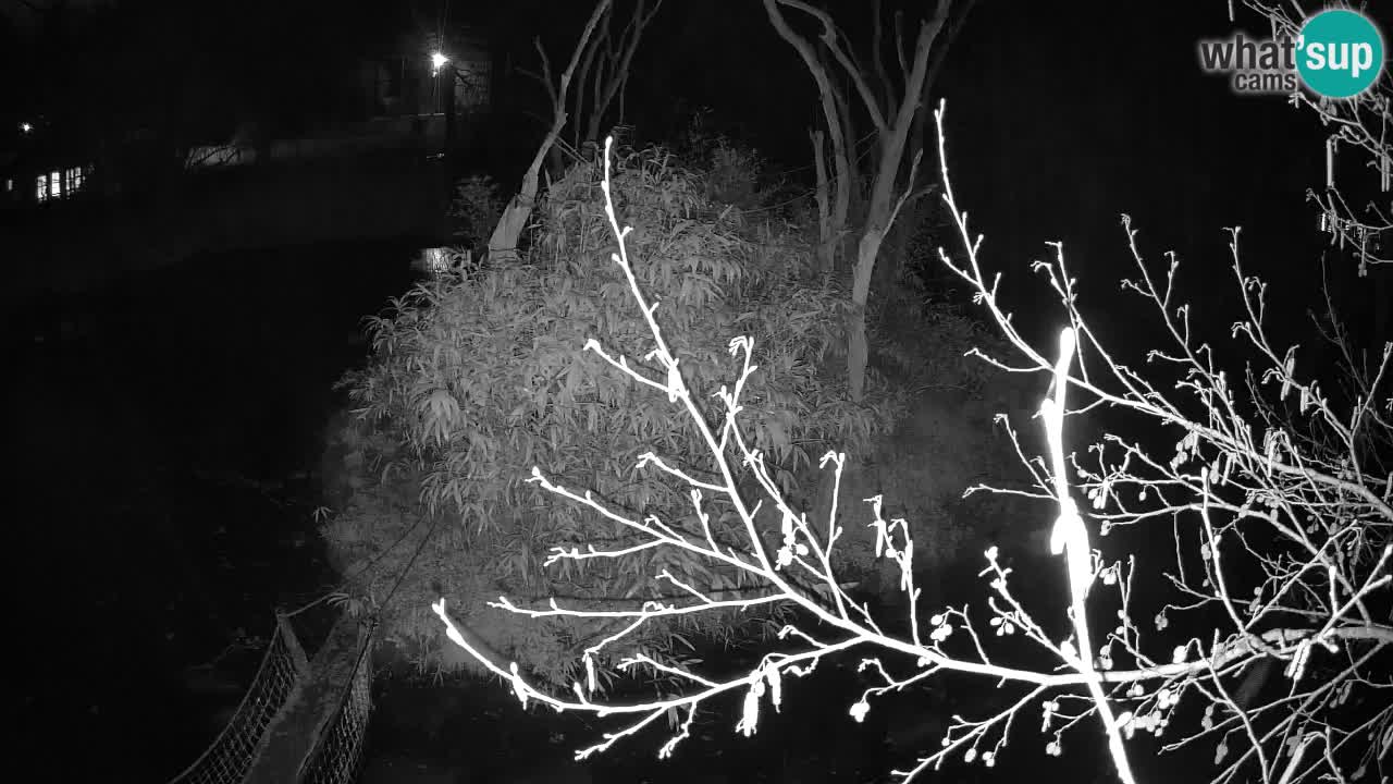 Gibbon à joues jaunes Zoo Ljubljana live cam