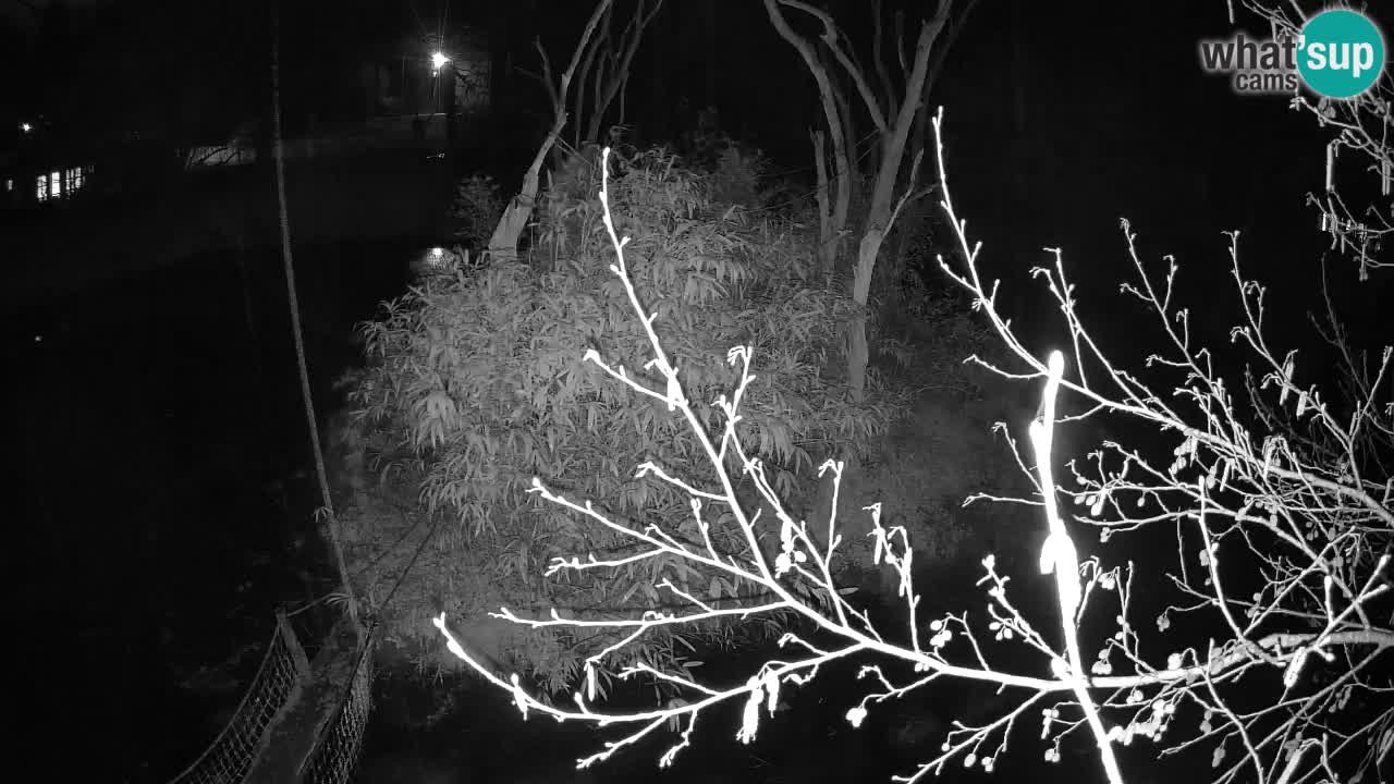 Südlicher Gelbwangen-Schopfgibbon Zoo Ljubljana webcam