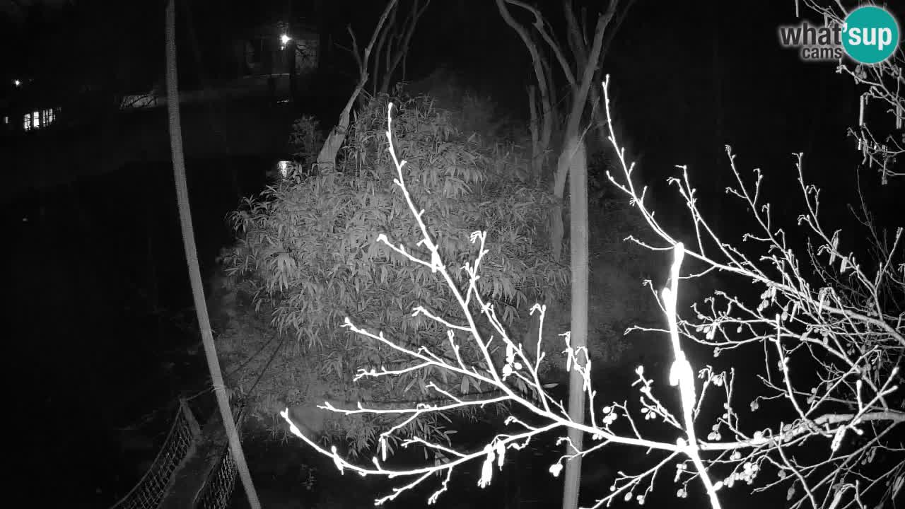 Südlicher Gelbwangen-Schopfgibbon Zoo Ljubljana webcam