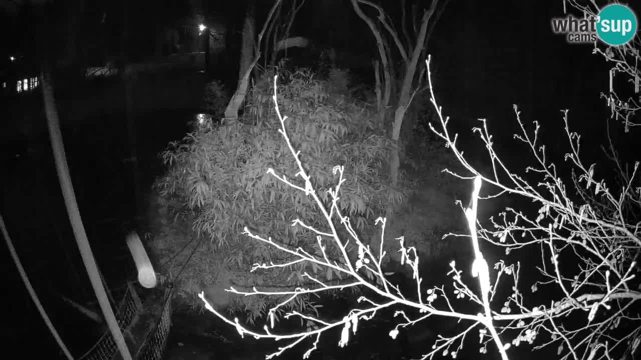 Südlicher Gelbwangen-Schopfgibbon Zoo Ljubljana webcam