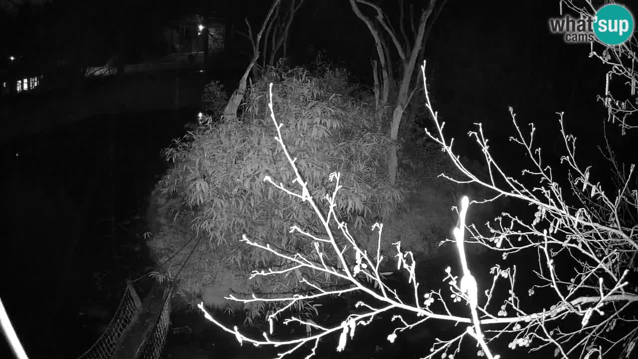 Südlicher Gelbwangen-Schopfgibbon Zoo Ljubljana webcam