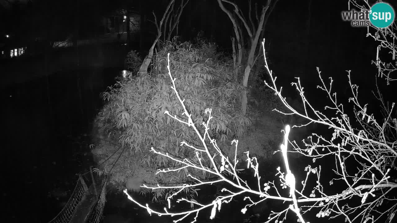 Yellow-cheeked gibbon Zoo Ljubljana livecam