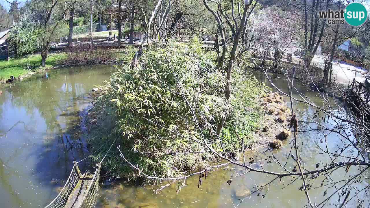 Zlatolični gibon živalski vrt Ljubljana