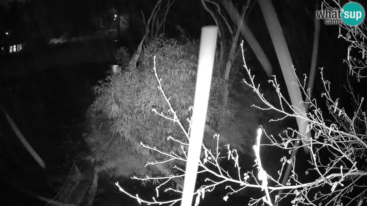 Yellow-cheeked gibbon Zoo Ljubljana livecam