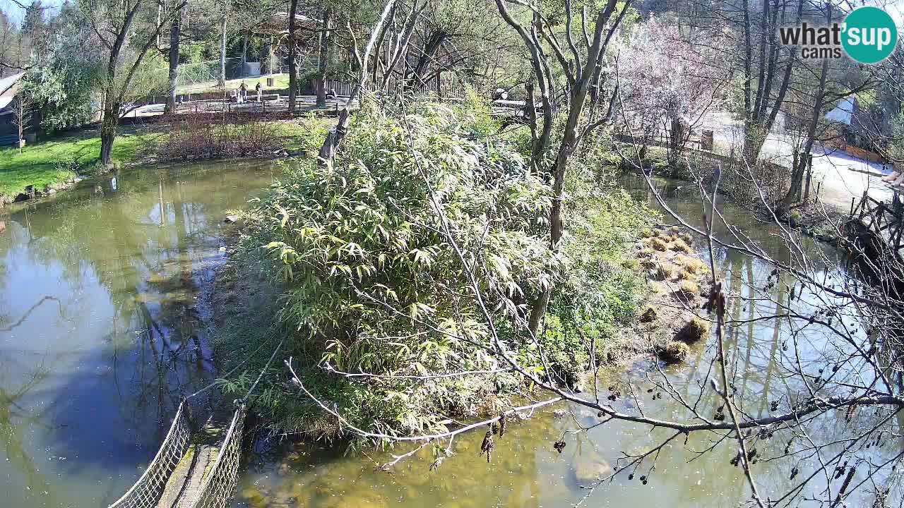 Gibon – Nomascus gabriellae – Zoo Ljubljana web kamera