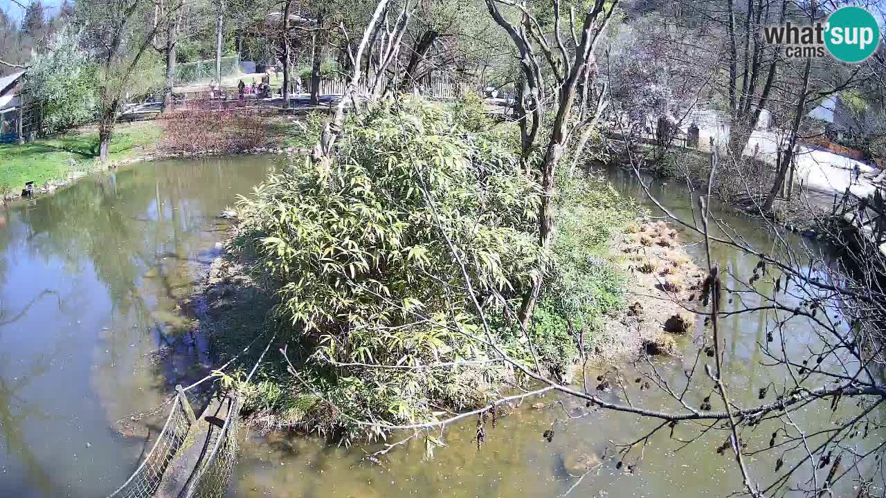 Yellow-cheeked gibbon Zoo Ljubljana livecam