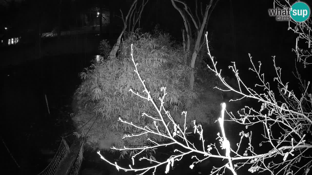 Yellow-cheeked gibbon Zoo Ljubljana livecam