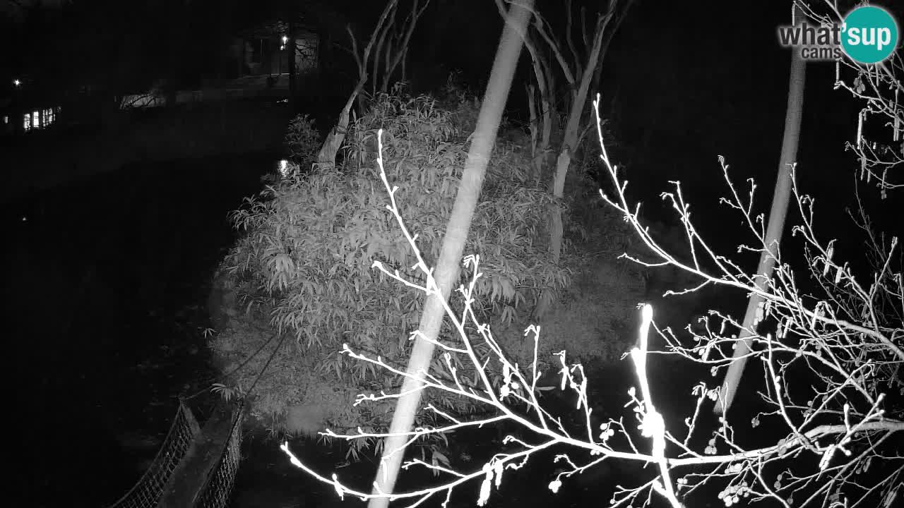 Yellow-cheeked gibbon Zoo Ljubljana livecam