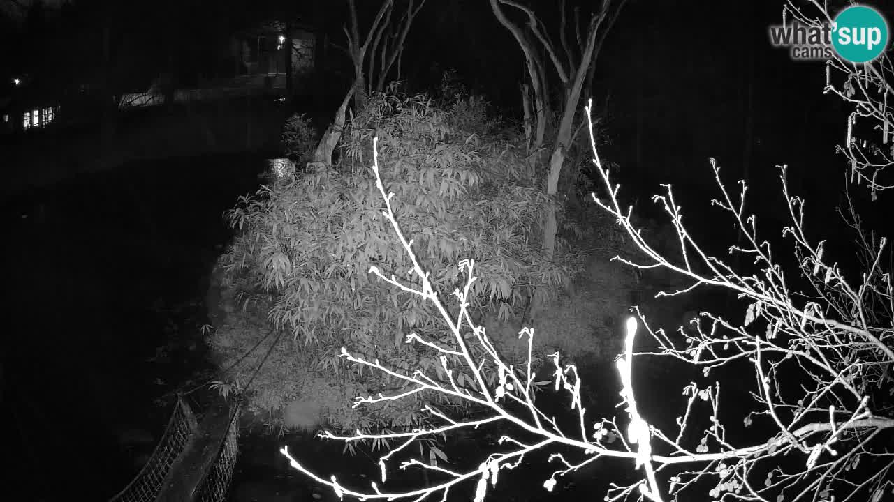 Yellow-cheeked gibbon Zoo Ljubljana livecam