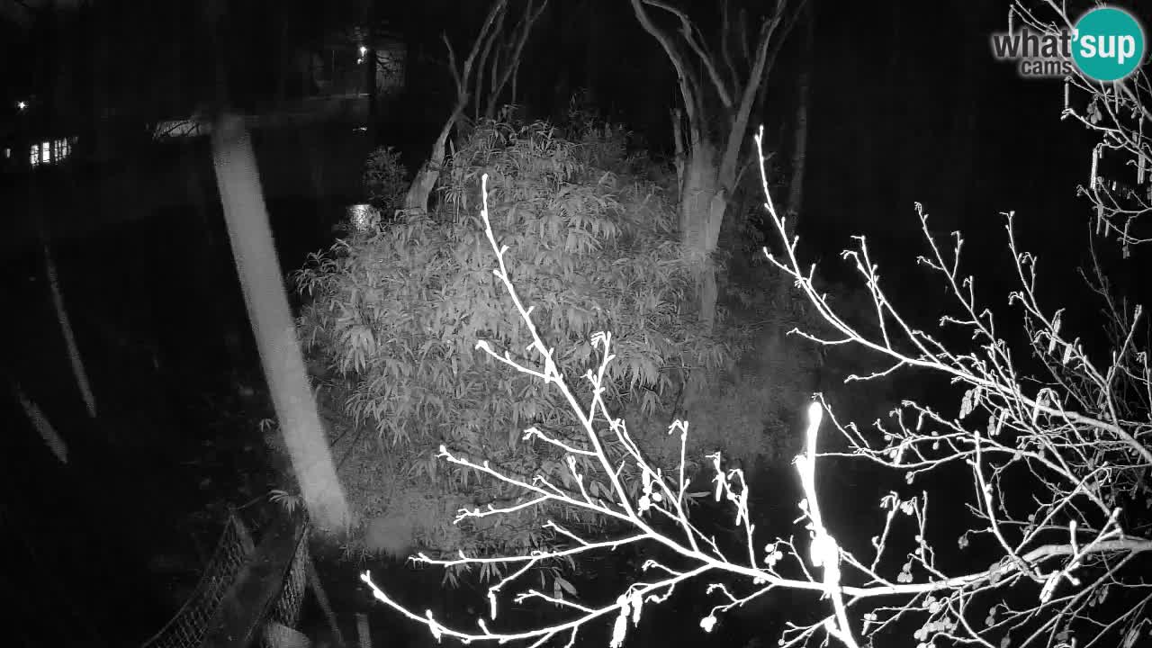 Gibbon à joues jaunes Zoo Ljubljana live cam