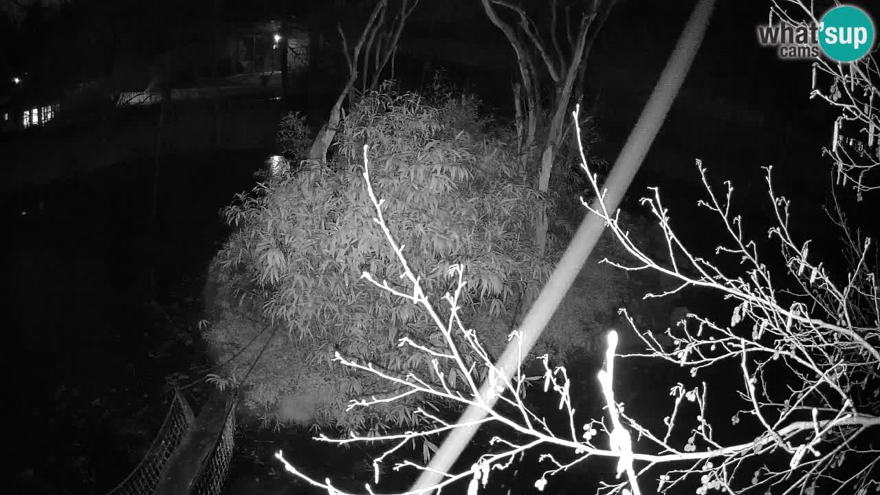 Yellow-cheeked gibbon Zoo Ljubljana livecam