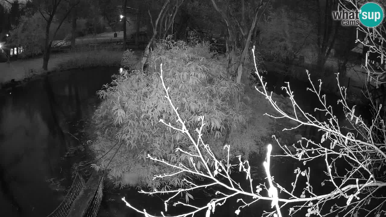 Gibón de mejillas beige Zoo Ljubljana