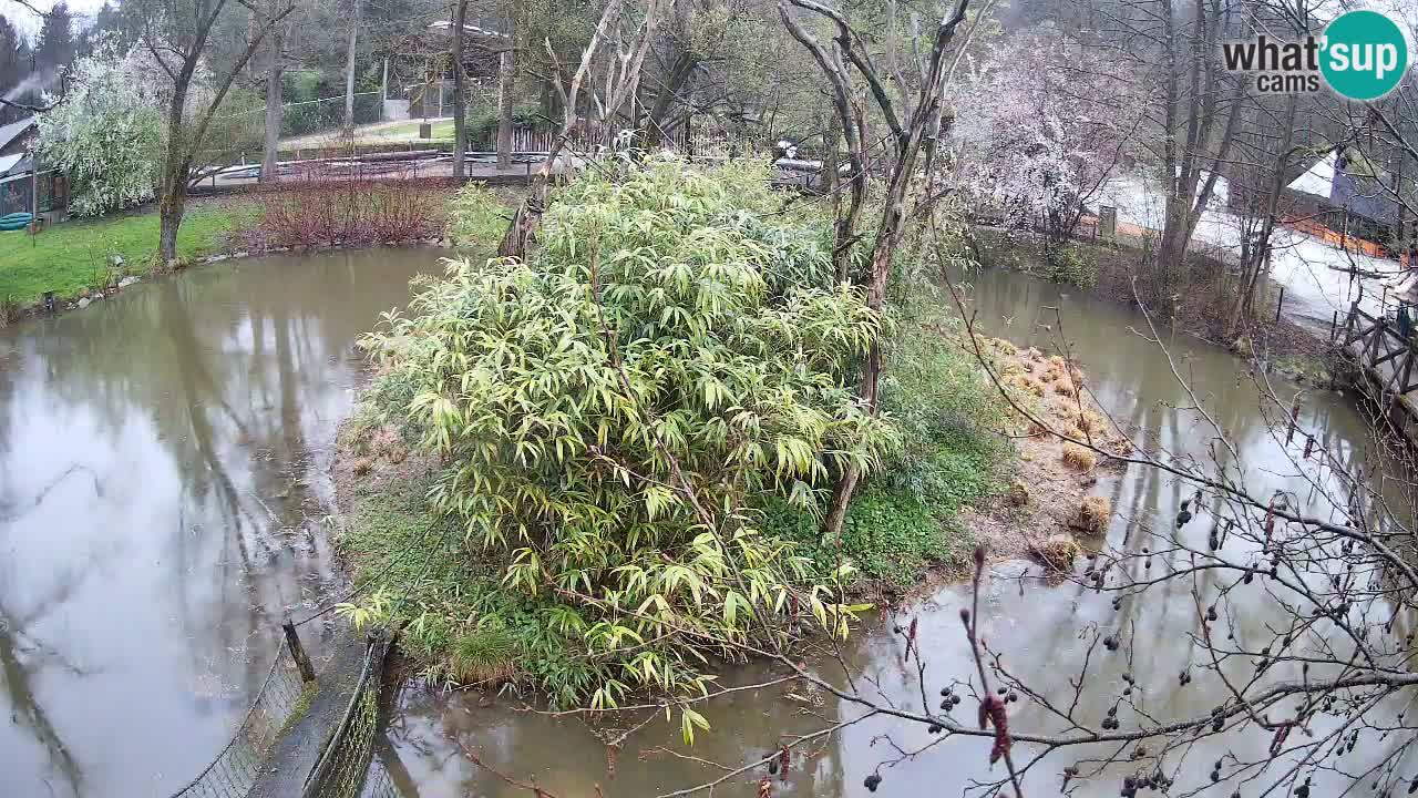 Südlicher Gelbwangen-Schopfgibbon Zoo Ljubljana webcam