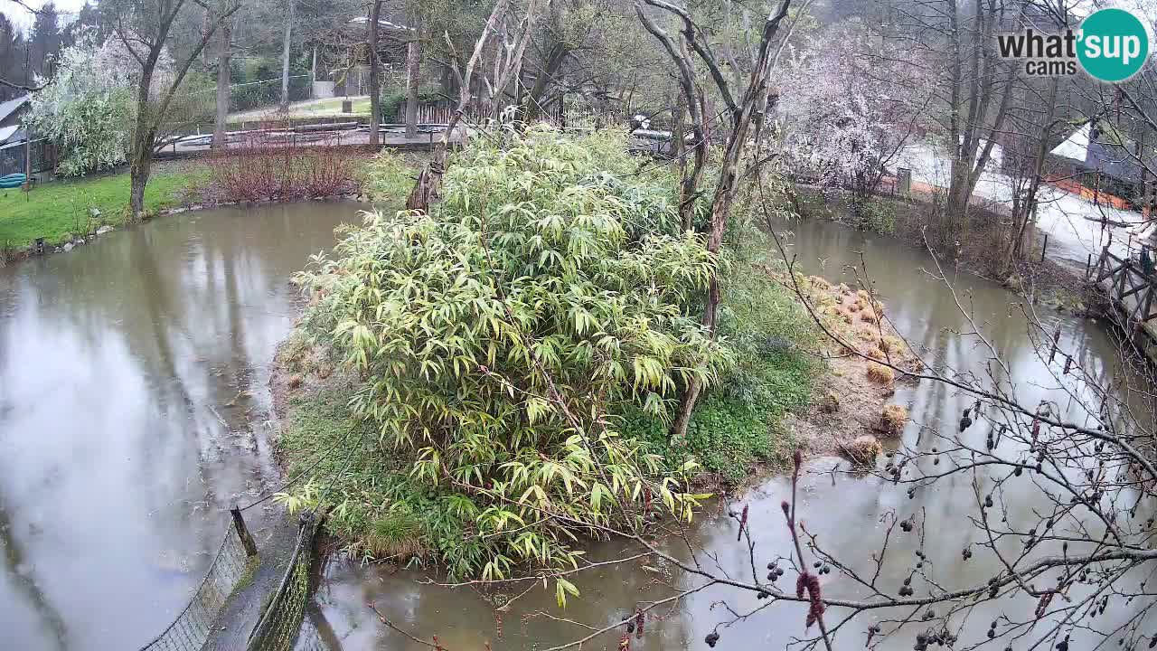 Yellow-cheeked gibbon Zoo Ljubljana livecam