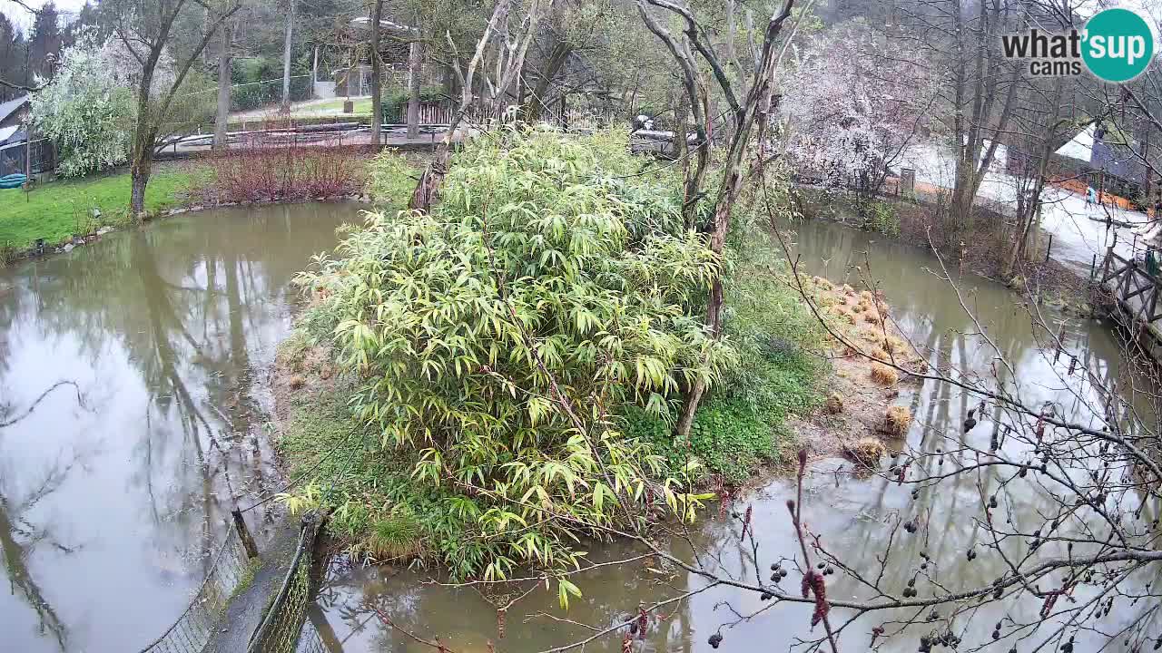 Südlicher Gelbwangen-Schopfgibbon Zoo Ljubljana webcam