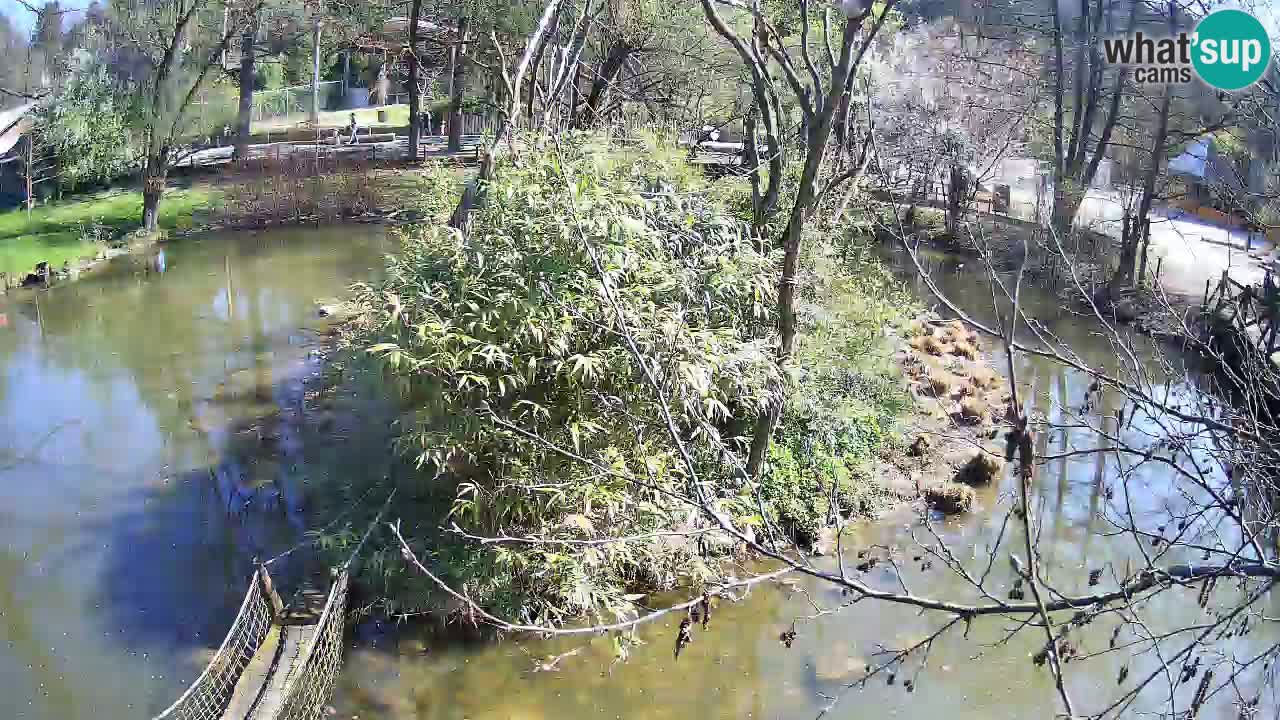 Südlicher Gelbwangen-Schopfgibbon Zoo Ljubljana webcam