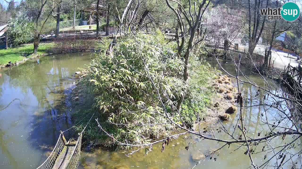 Gibbone dalle guance rosa nello ZOO di Ljubljana