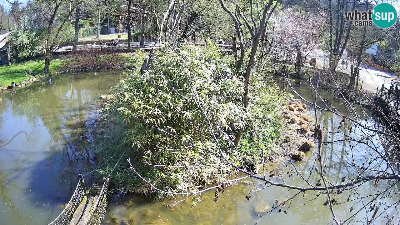 Gibbone dalle guance rosa nello ZOO di Ljubljana