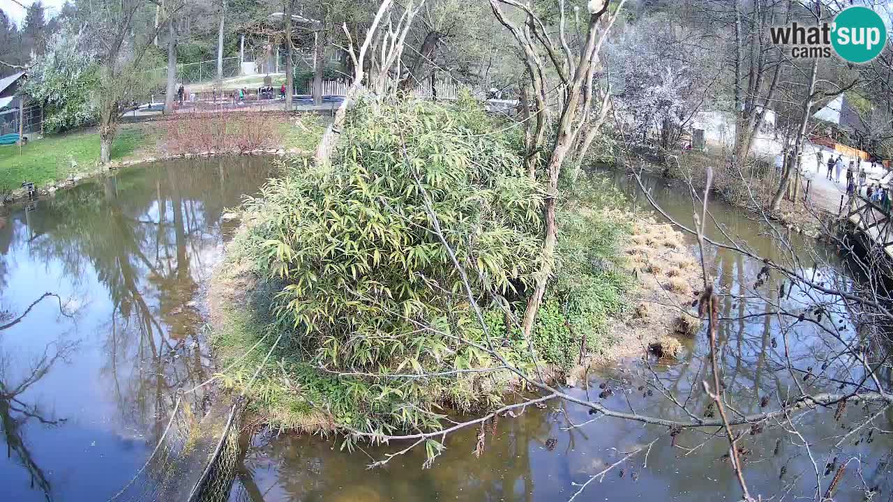 Gibbon à joues jaunes Zoo Ljubljana live cam