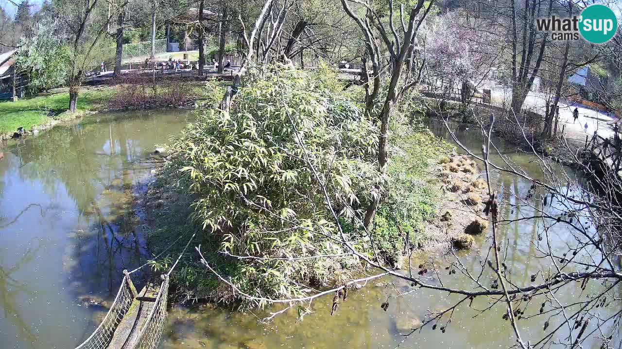 Yellow-cheeked gibbon Zoo Ljubljana livecam