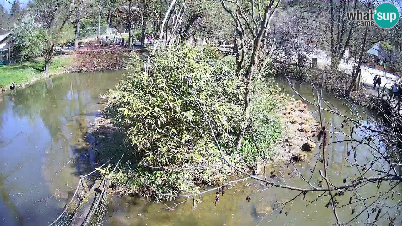 Südlicher Gelbwangen-Schopfgibbon Zoo Ljubljana webcam