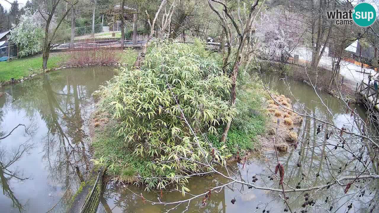 Südlicher Gelbwangen-Schopfgibbon Zoo Ljubljana webcam