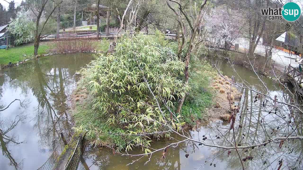 Yellow-cheeked gibbon Zoo Ljubljana livecam