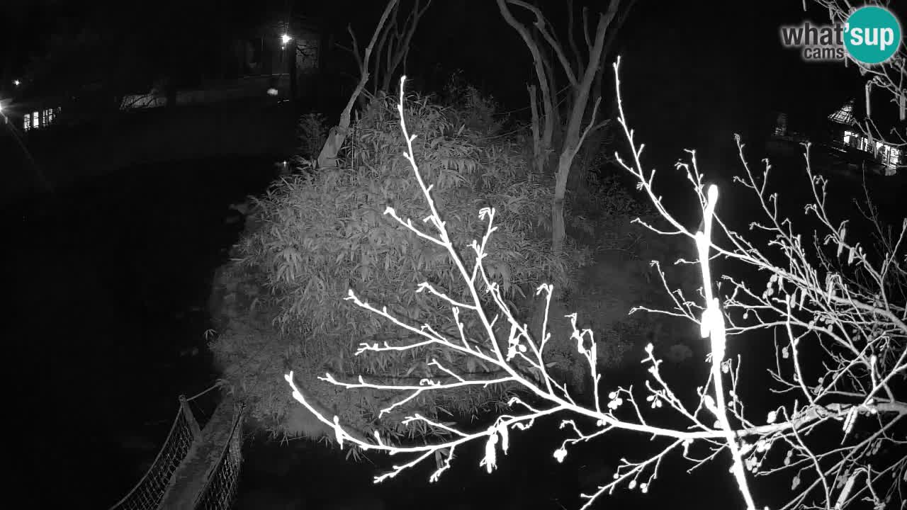 Gibbon à joues jaunes Zoo Ljubljana live cam