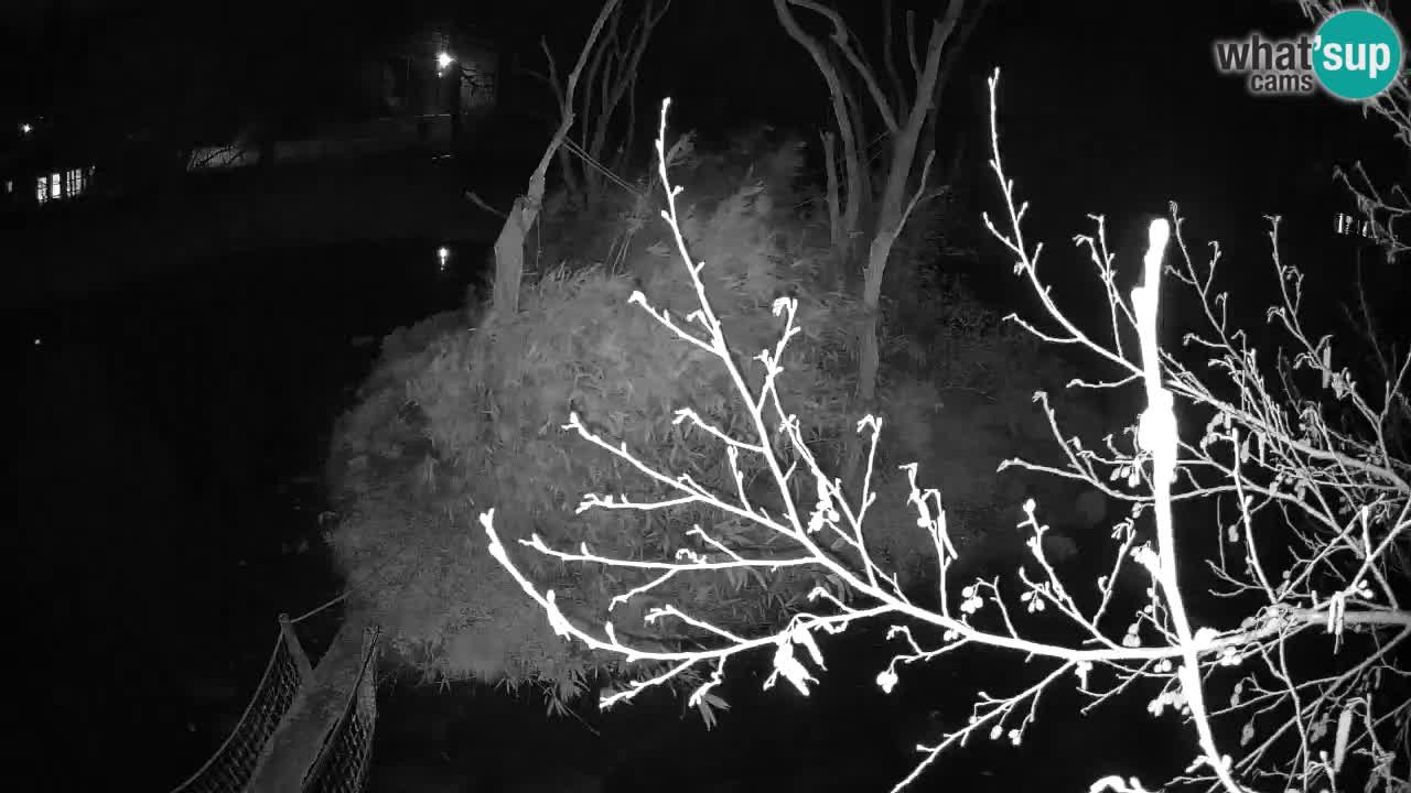 Gibbon à joues jaunes Zoo Ljubljana live cam