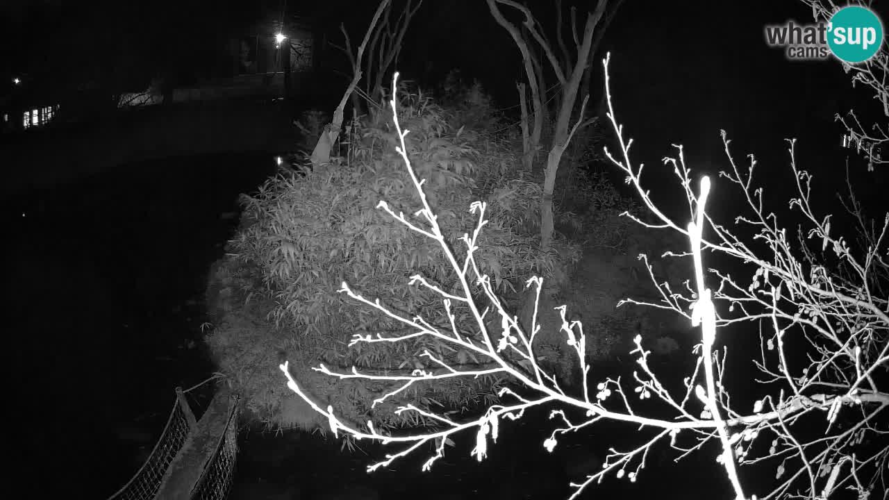 Gibbon à joues jaunes Zoo Ljubljana live cam