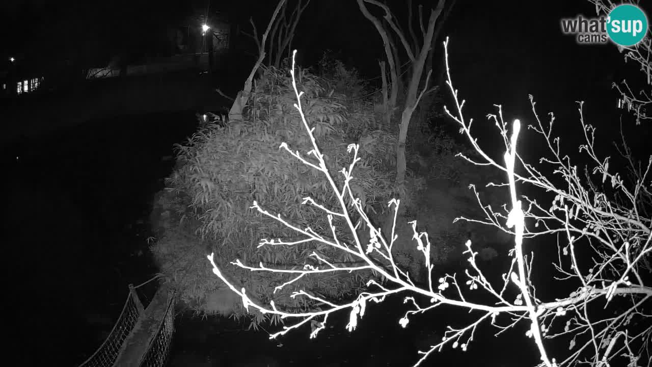 Gibbone dalle guance rosa nello ZOO di Ljubljana