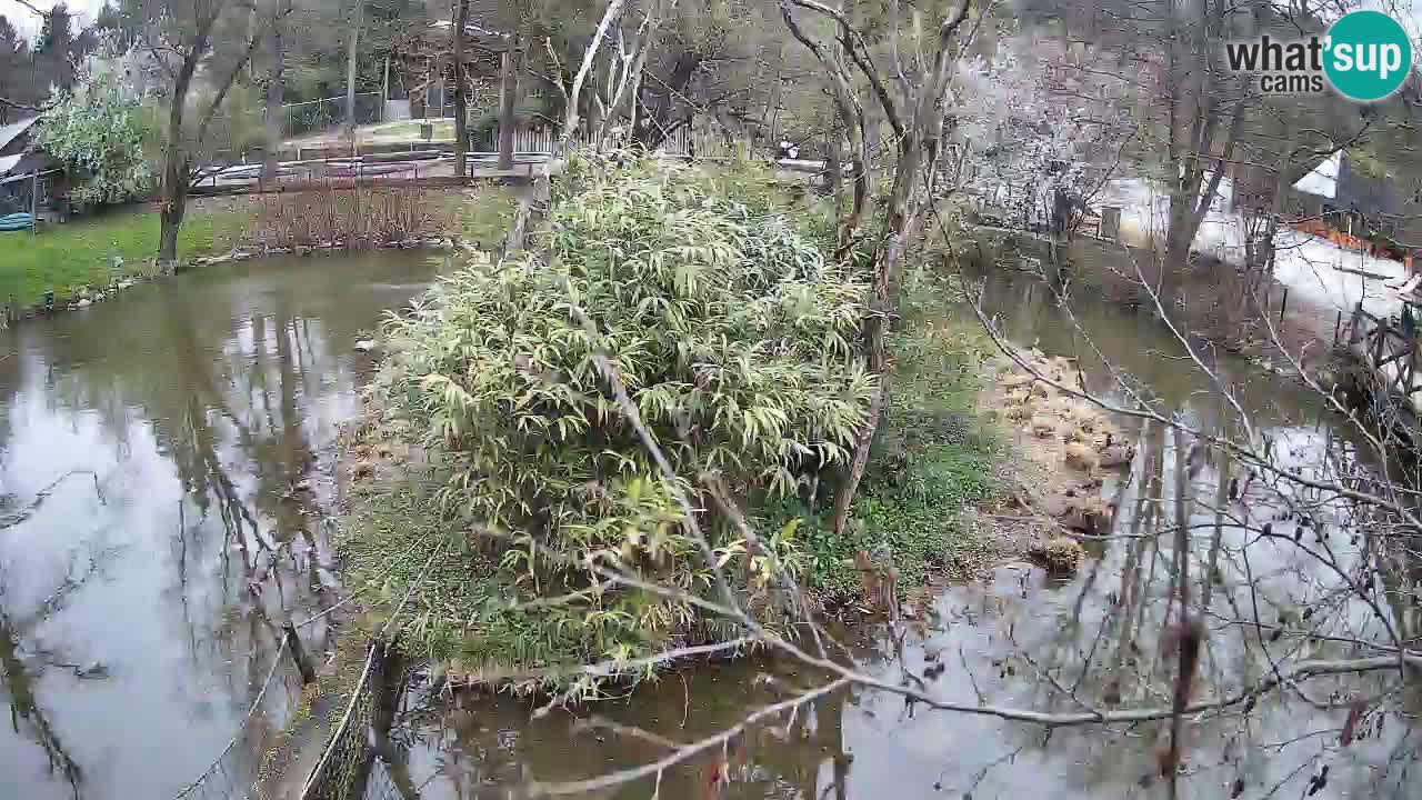 Zlatolični gibon živalski vrt Ljubljana