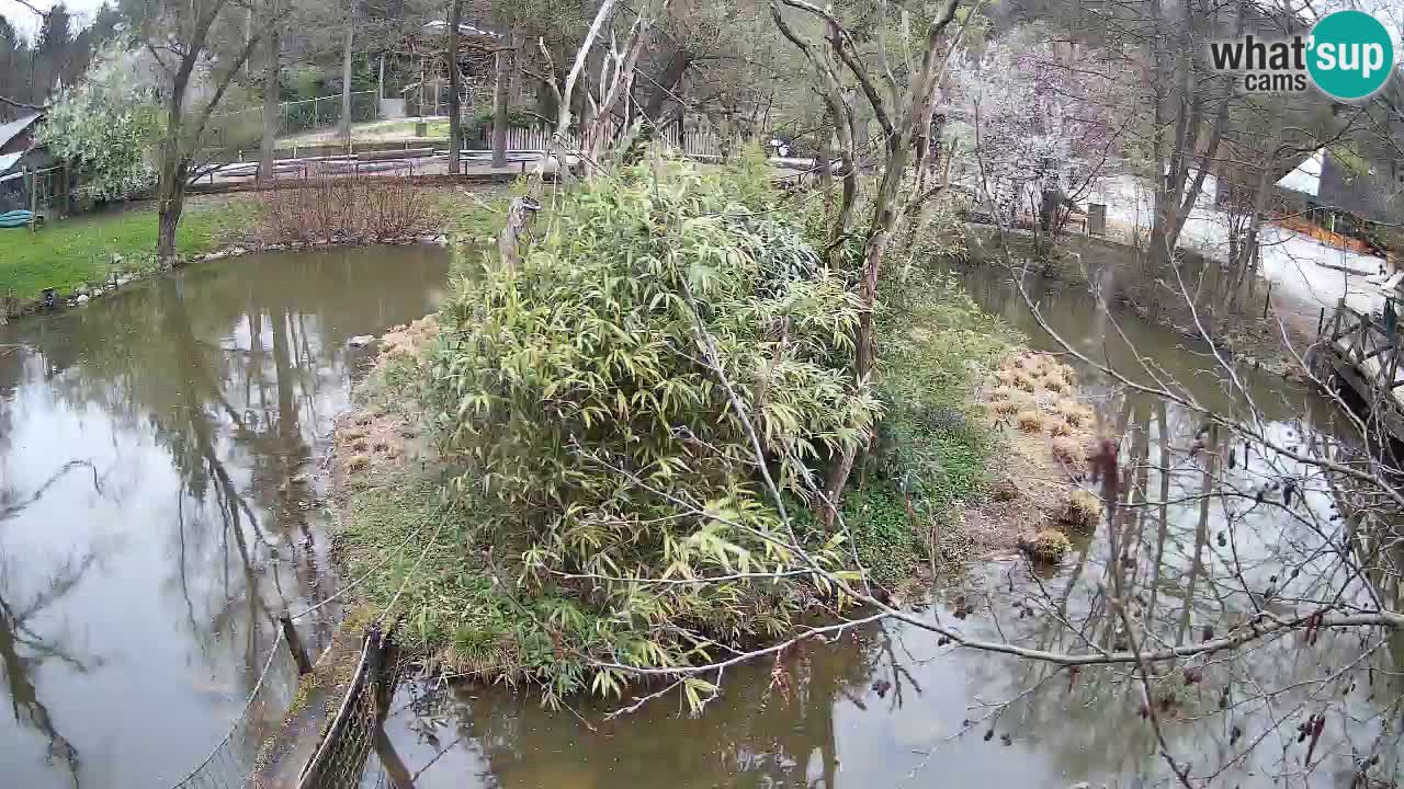 Yellow-cheeked gibbon Zoo Ljubljana livecam