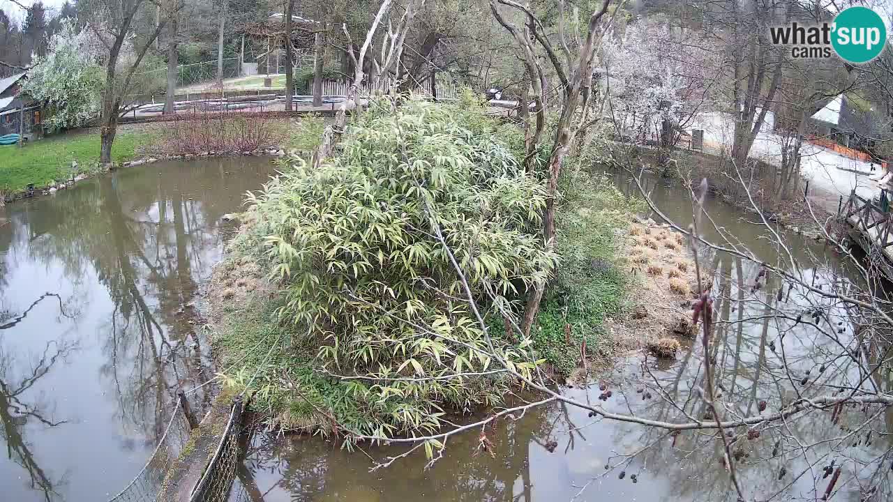 Yellow-cheeked gibbon Zoo Ljubljana livecam