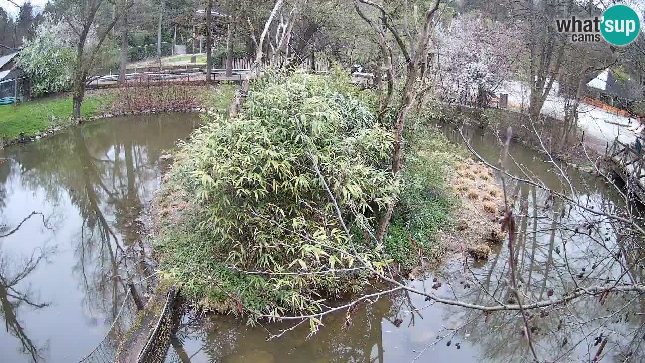 Gibbon à joues jaunes Zoo Ljubljana live cam