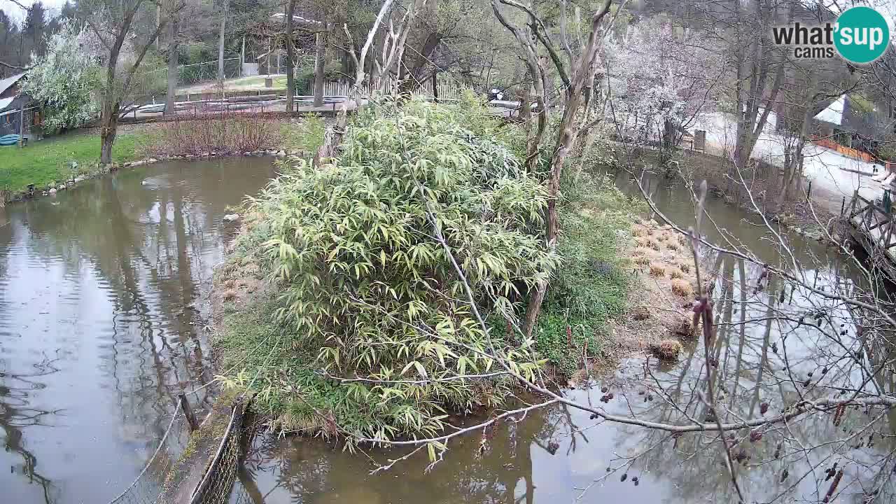 Gibón de mejillas beige Zoo Ljubljana