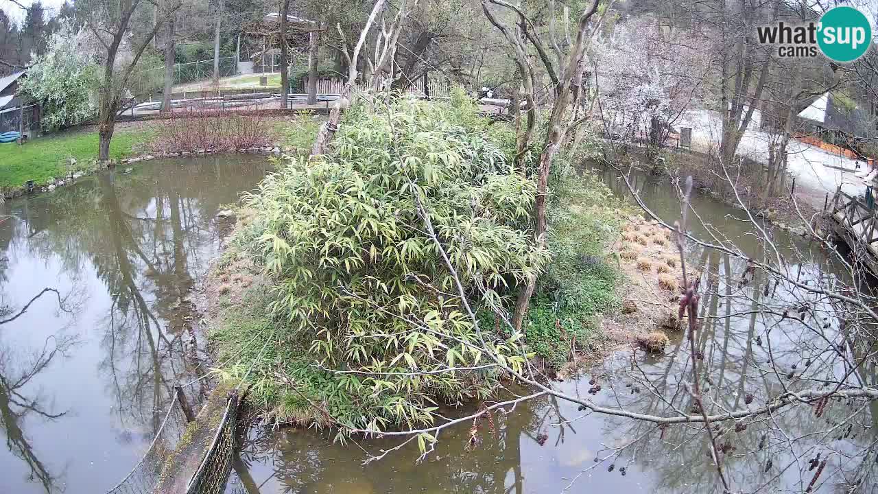 Yellow-cheeked gibbon Zoo Ljubljana livecam